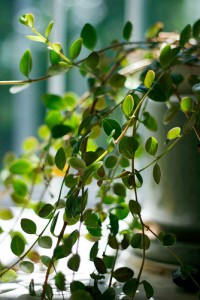 Green Office Plants Green Office Plants